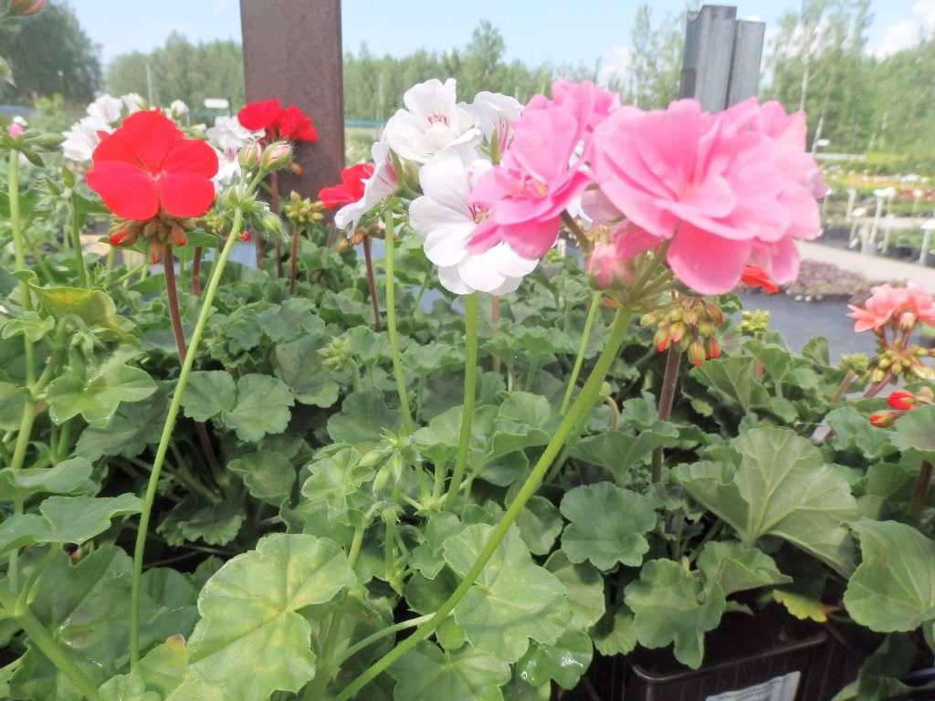 5 самых красивых комнатных цветов, которые можно вырастить из семян