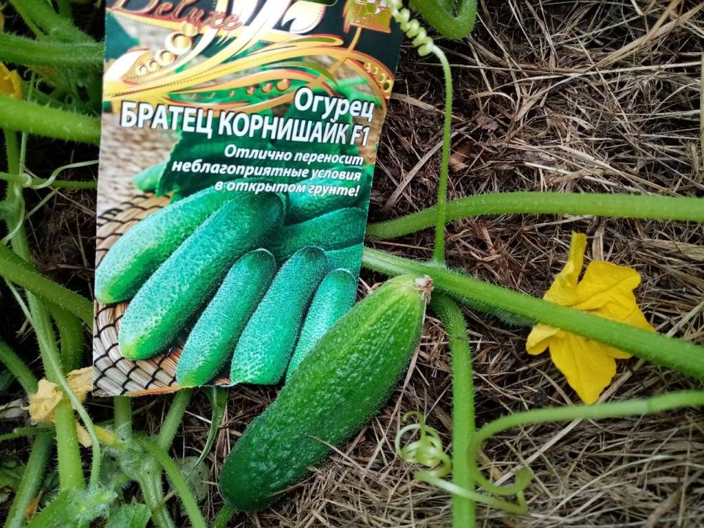 «Братец Корнишайк» – самые прелестные огурчики: ровные, аккуратные, сочные и ароматные