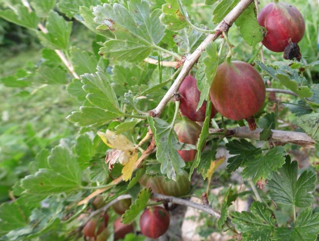 Чем подкормить крыжовник, чтобы ягоды были крупными и сладкими
