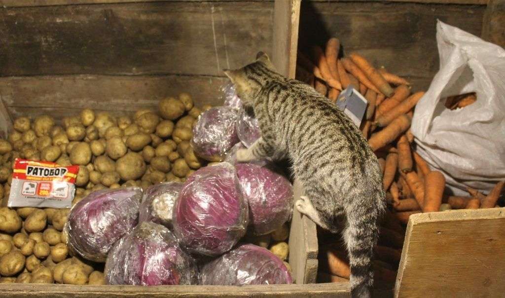 Что делать, если кошка отравилась крысиным ядом