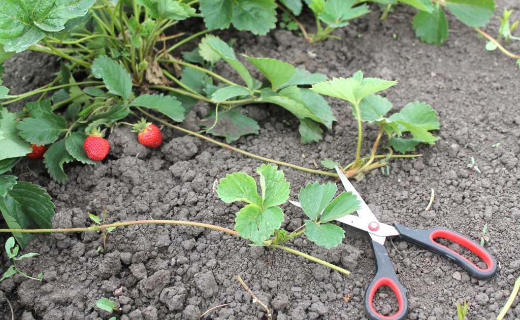 Что делать с усами клубники, надо ли обрезать усы?