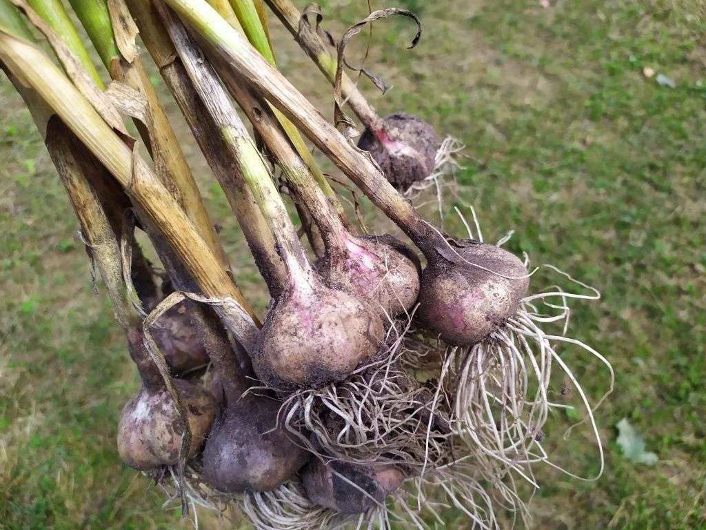 #