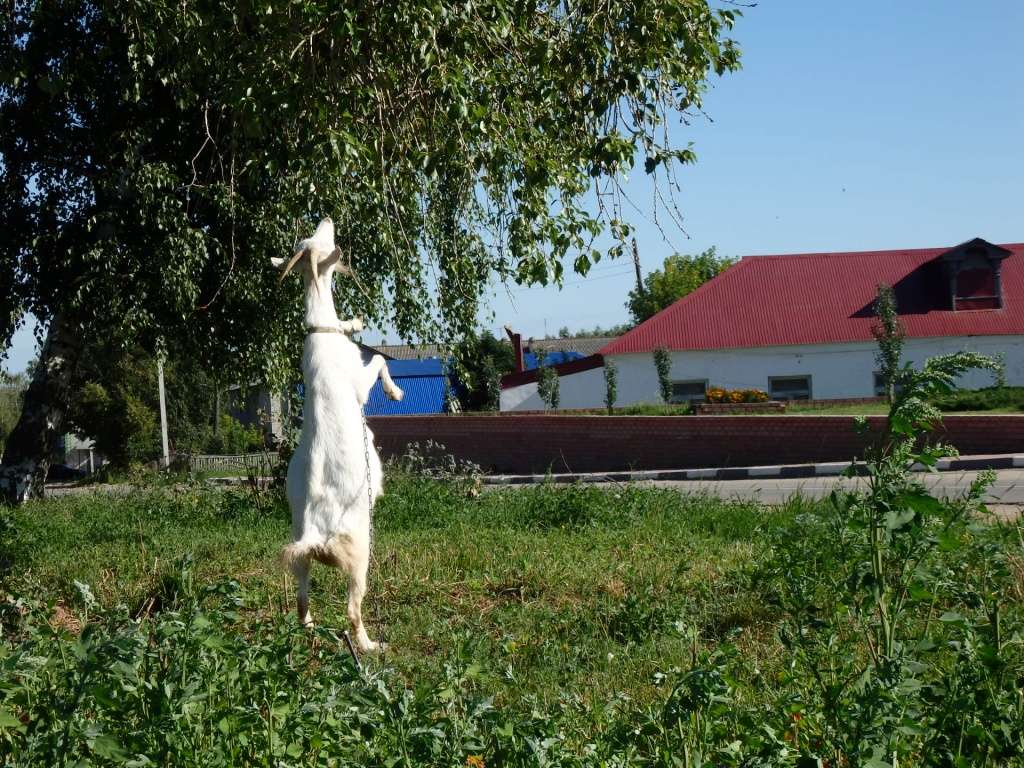 #