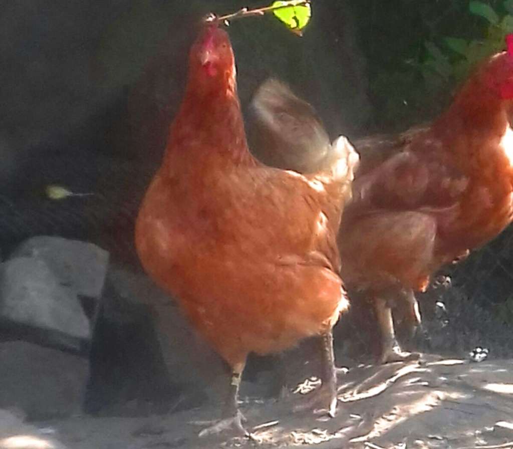#