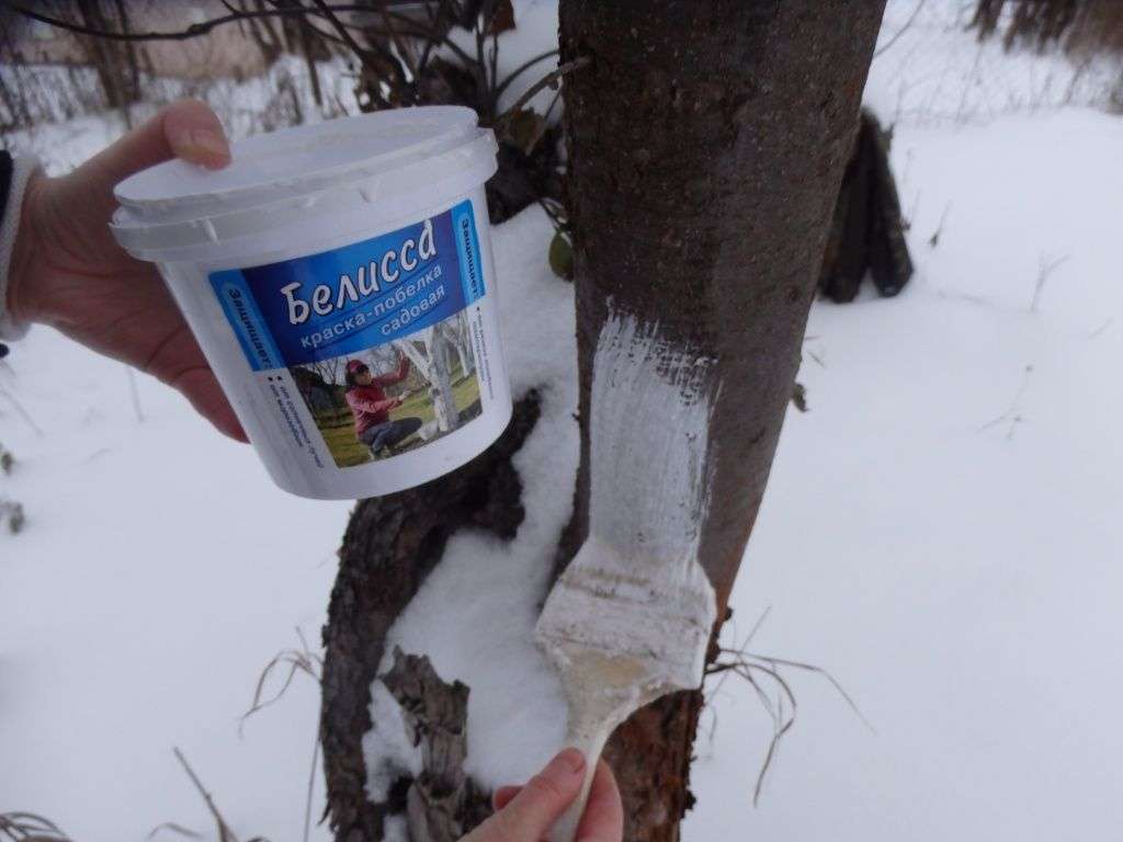 Когда белить деревья