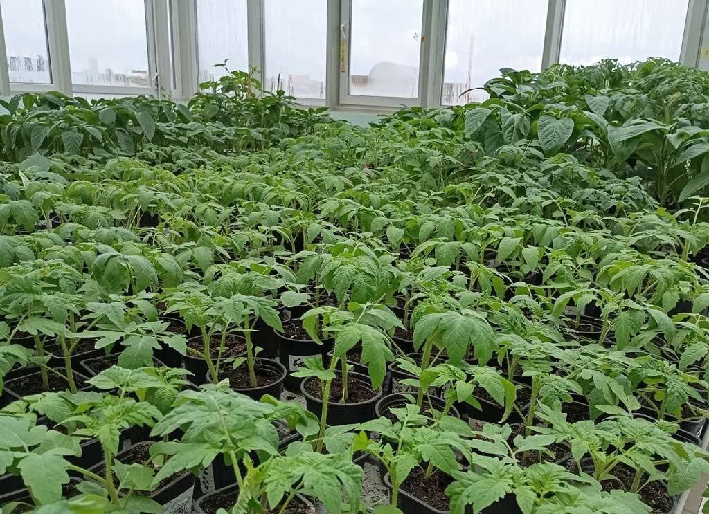 Когда пересаживать рассаду на постоянное место