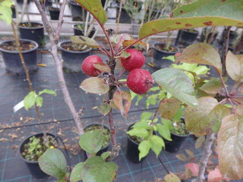 Колоновидные фруктовые деревья: плюсы и минусы, правда и мифы