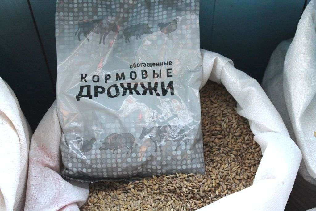 Кормовые дрожжи в рационе скота и домашней птицы