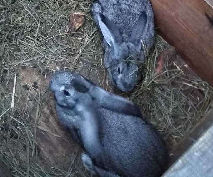 #