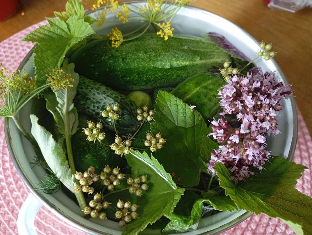 Малосольные огурцы: польза, кому нельзя есть, рецепты приготовления