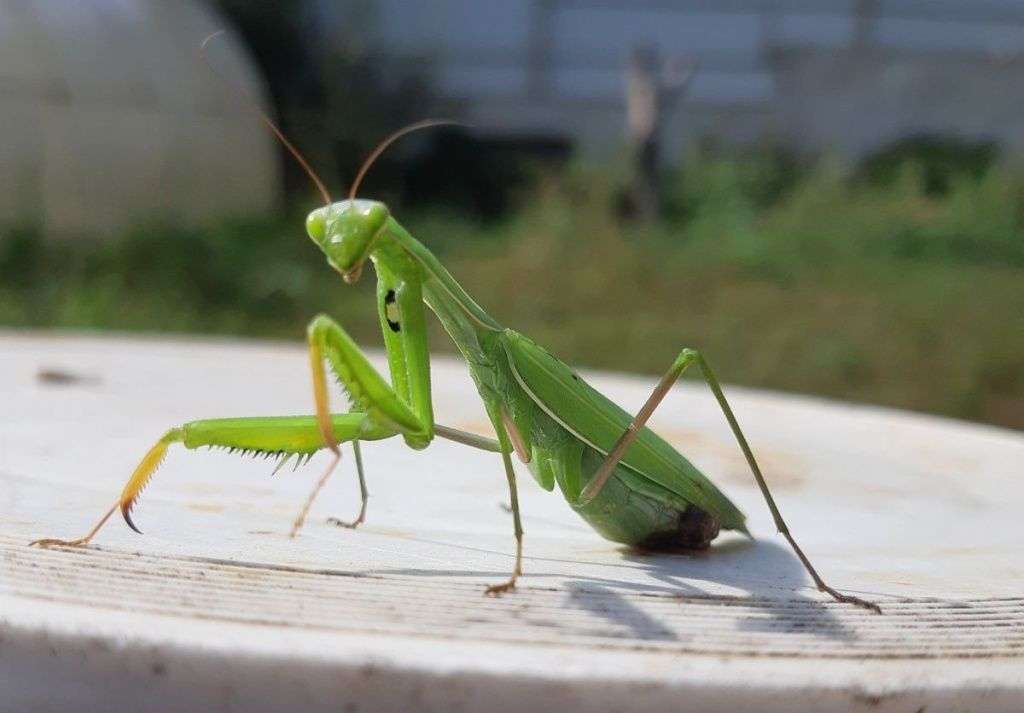 #
