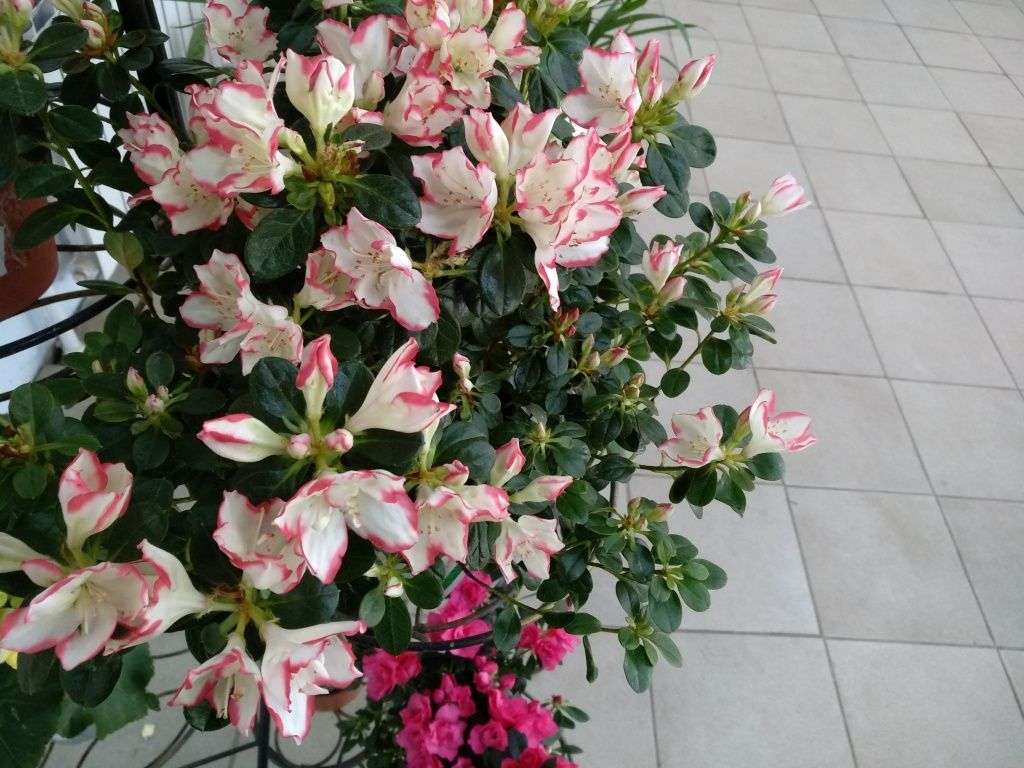#