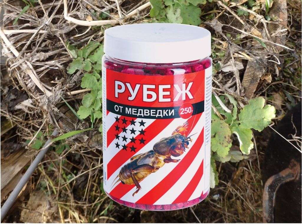 Обзор огородных вредителей, живущих в почве: с описанием, фото и мерами борьбы