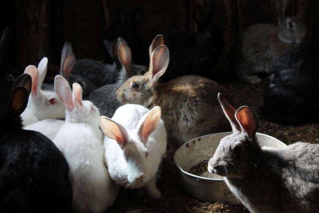 Окрол