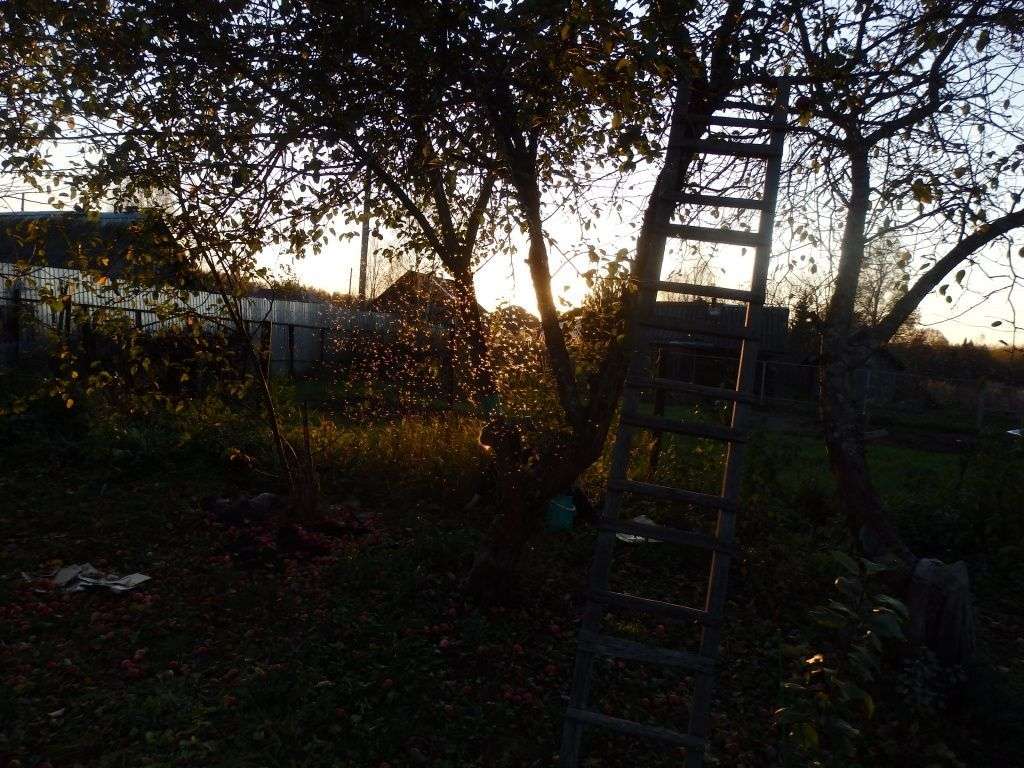 Осенние заботы садовода