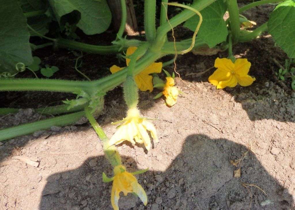 #