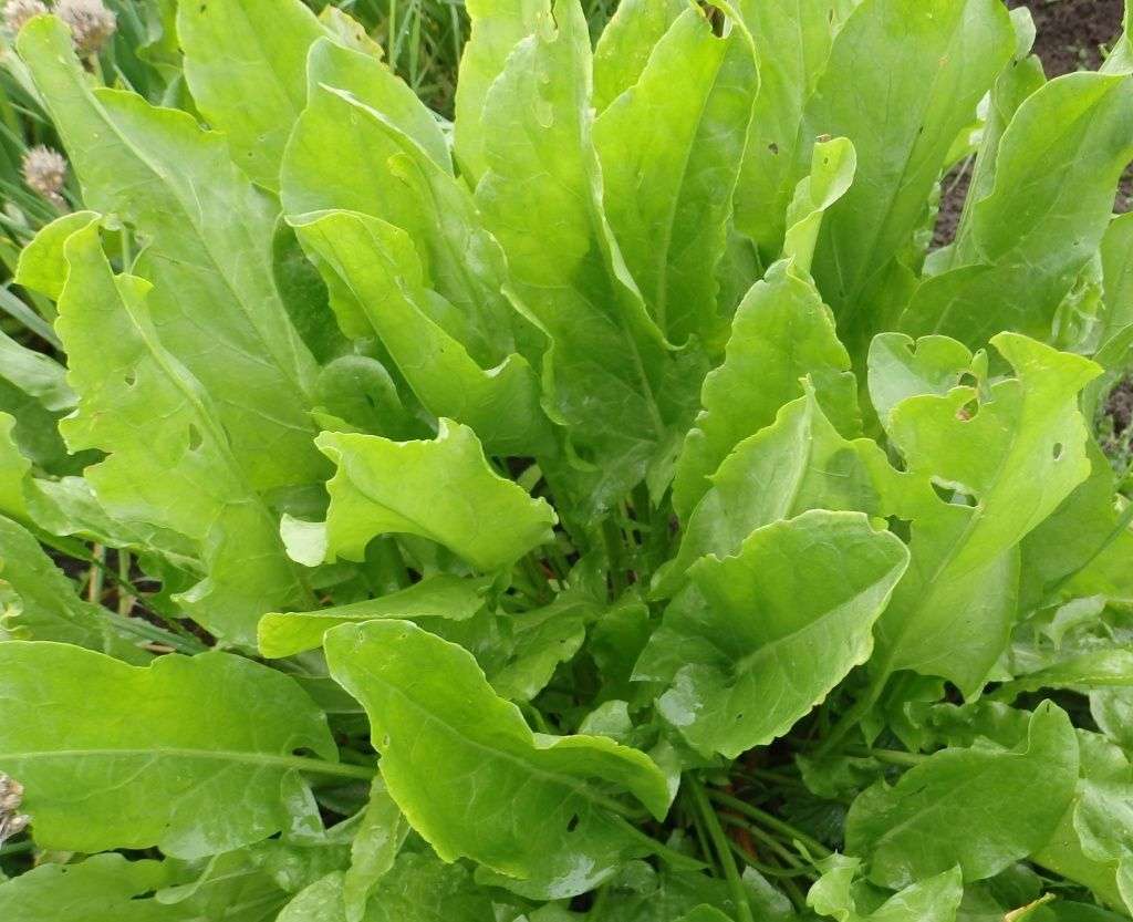 Полезная и вкусная «кислинка»: щавель и ревень