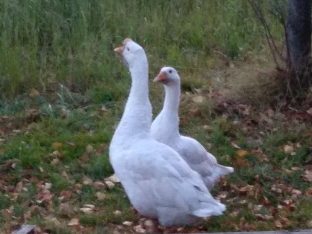 #