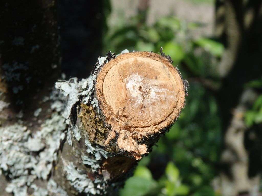 #