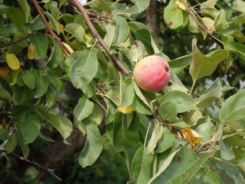 #