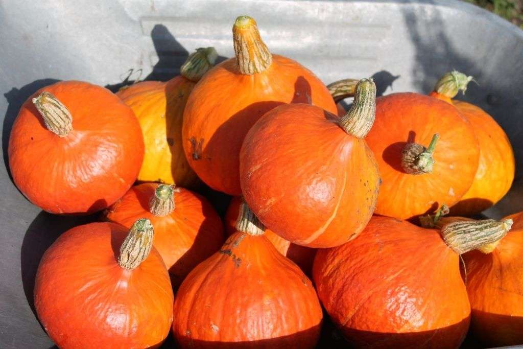 Рецепты из тыквы для домашней кухни