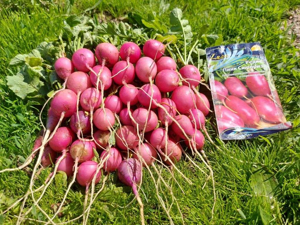 Редис «Пинк сюрприз» сквозь мороз и жару