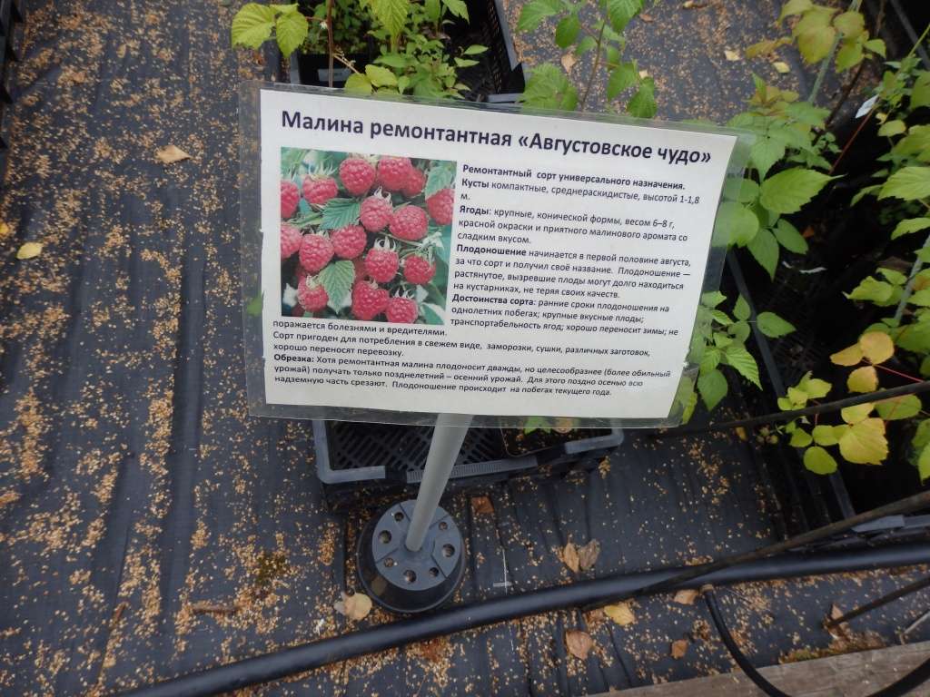 Ремонтантная малина