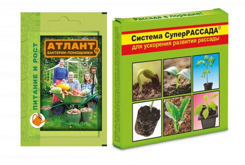 Сила «Атланта» для суперрассады