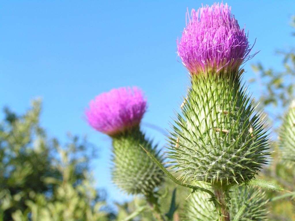 #