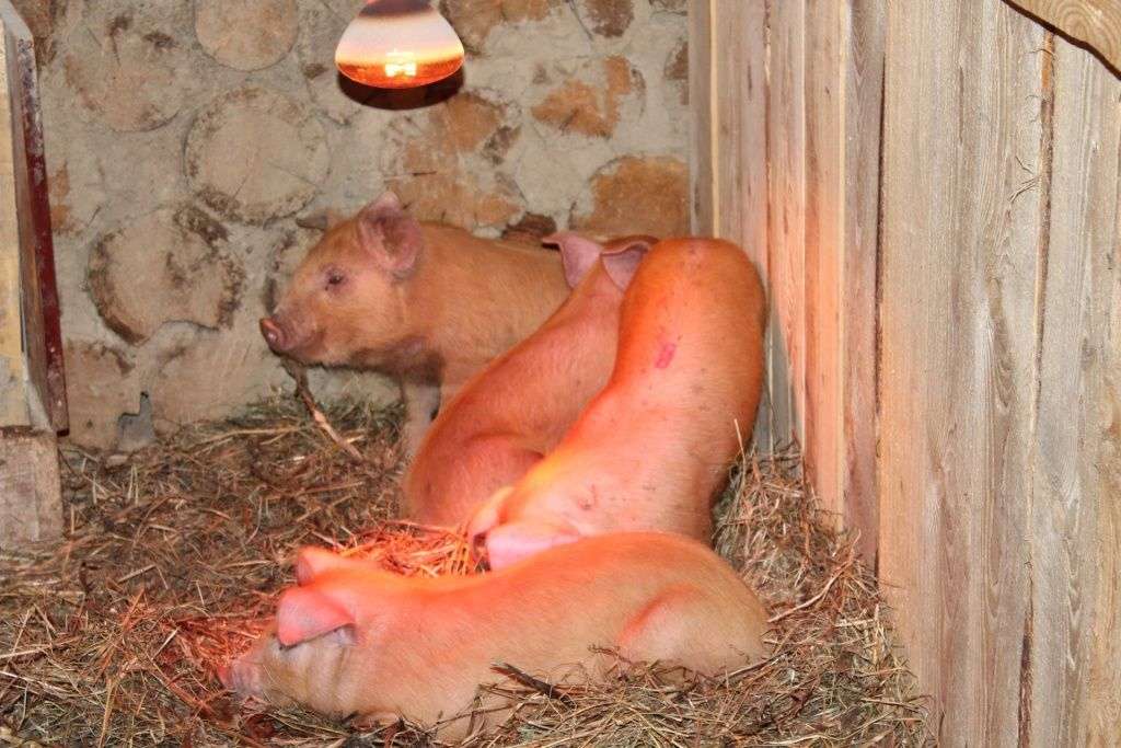 #