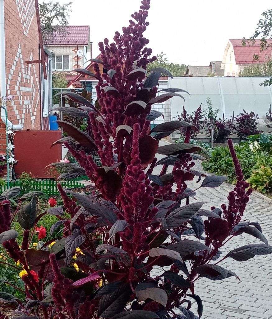 Такой разнообразный… амарант