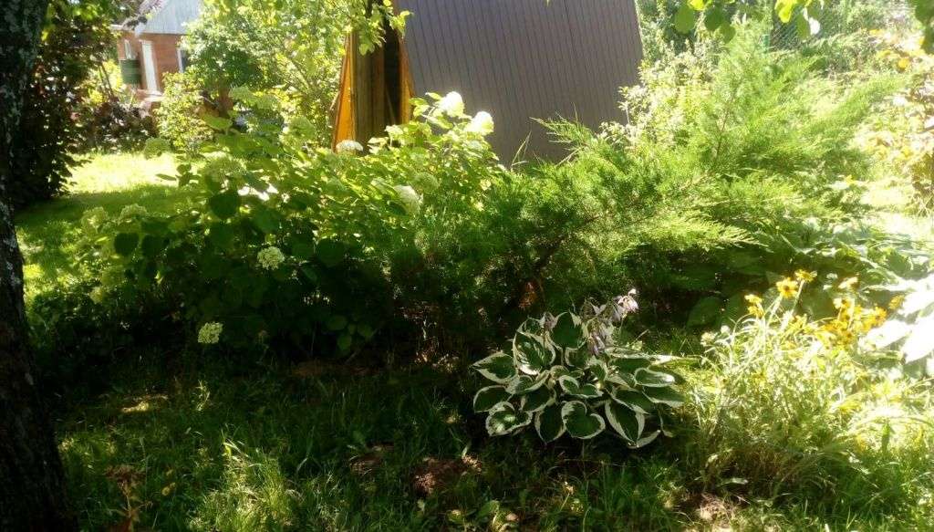 Тенелюбивые