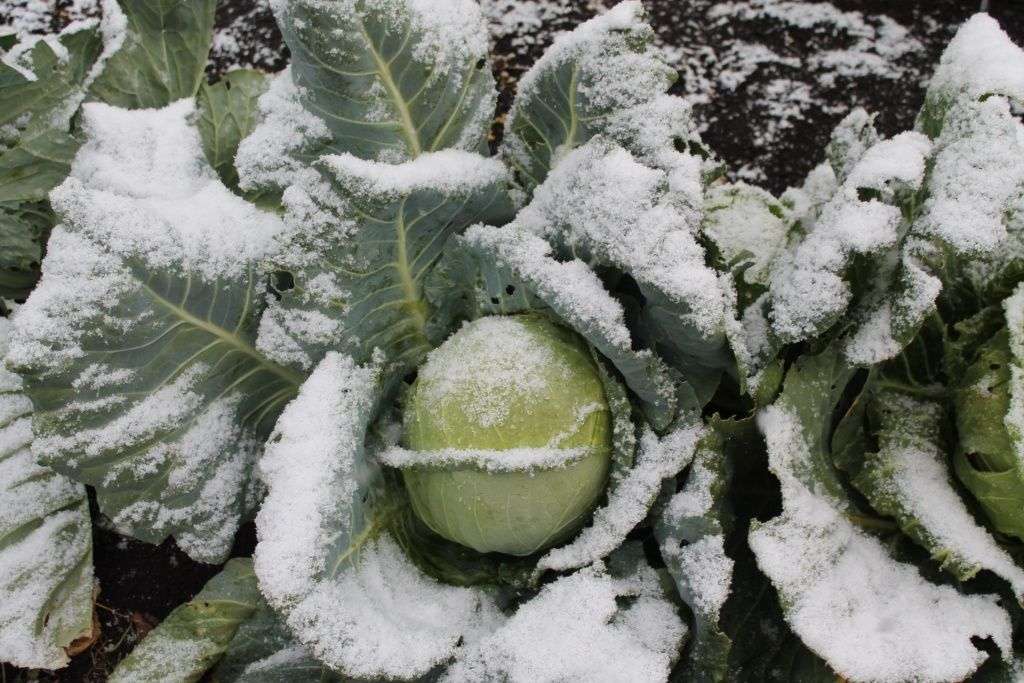 Уборка капусты