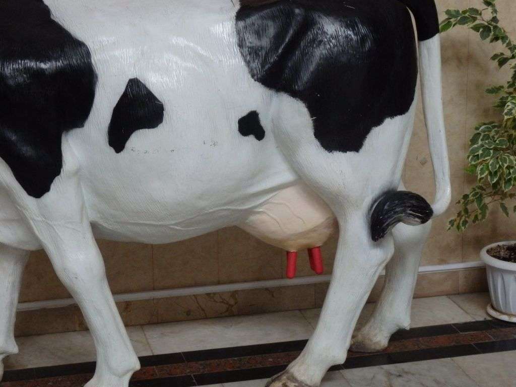Уход за выменем коровы