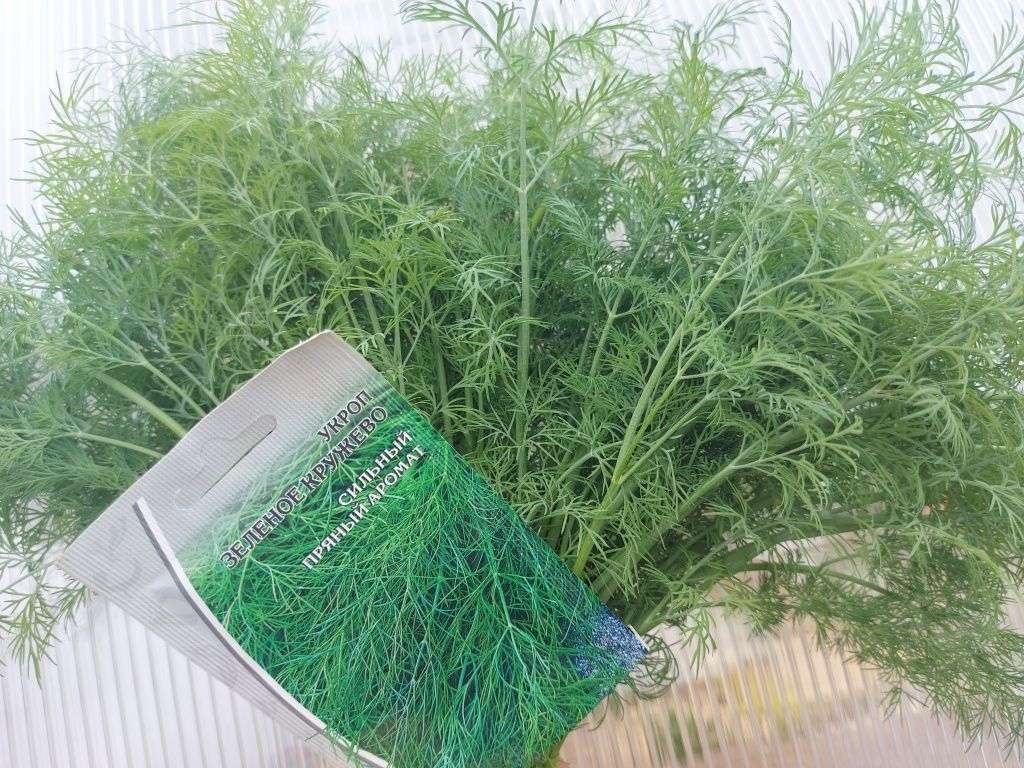 Укроп «Зелёное кружево»