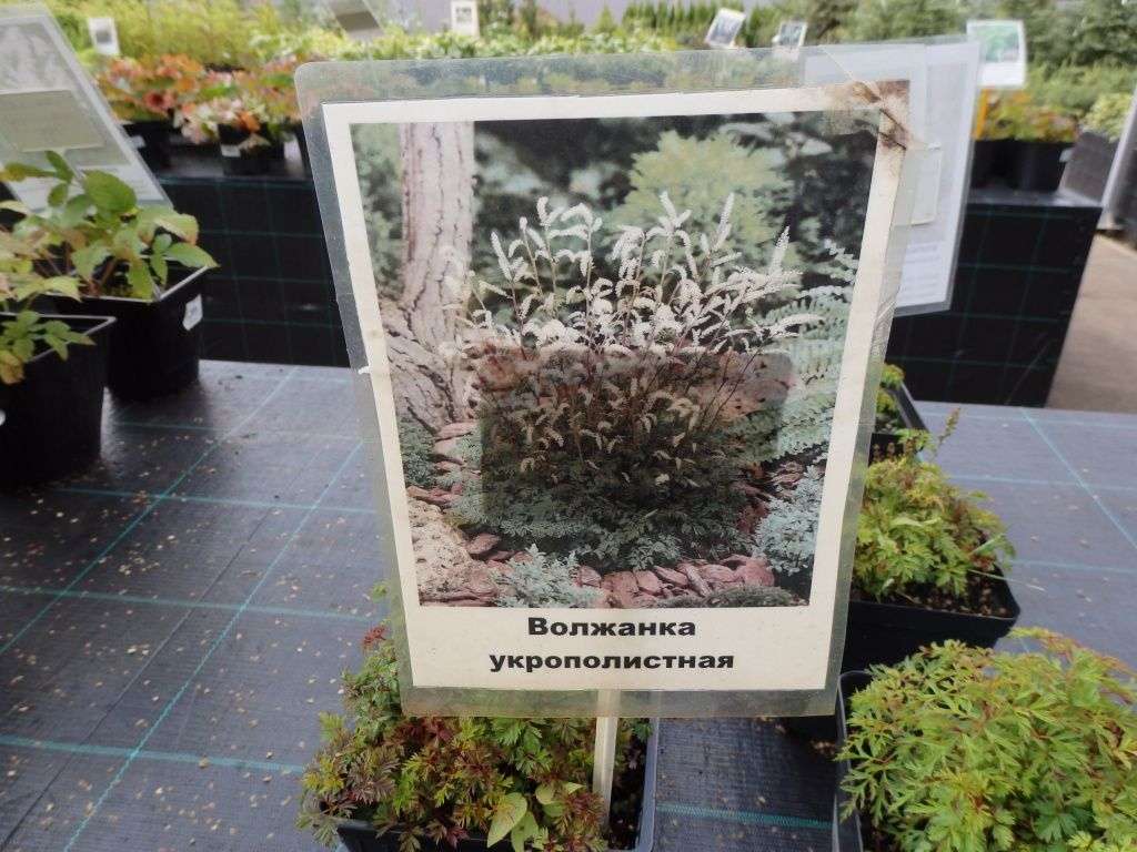 Великолепная волжанка