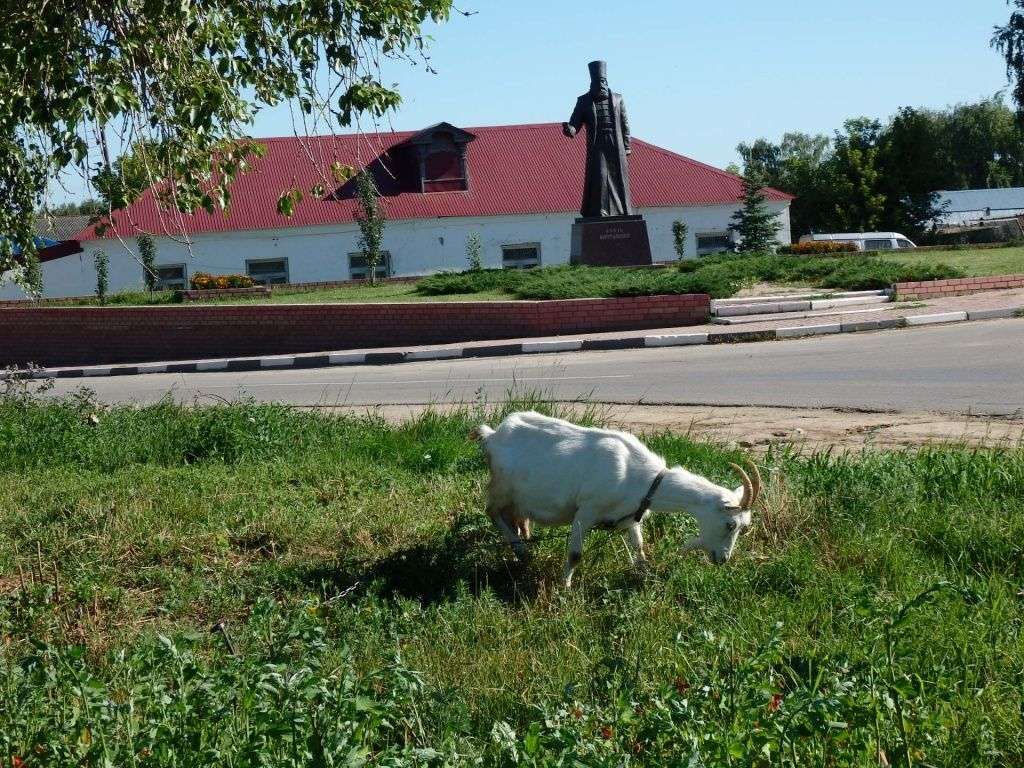 Выпас коз
