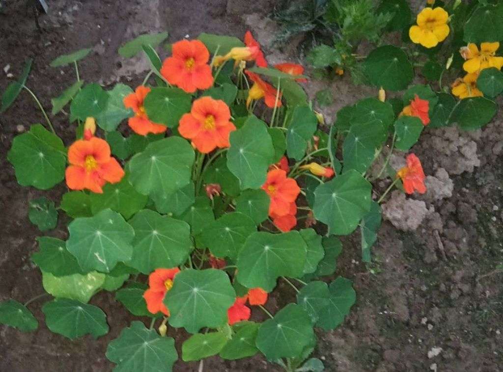 #