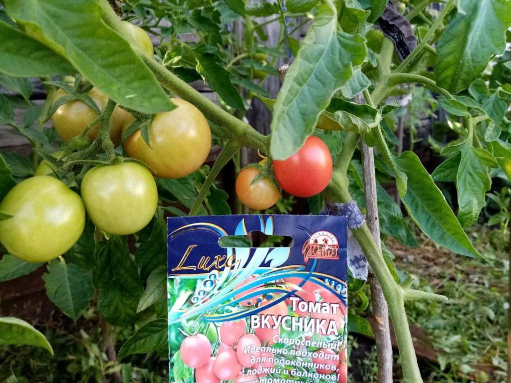 «Вкусника» – первые помидорки этим летом прямиком из джунглей