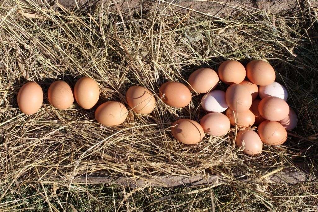 Яйценоскость кур: как выявить и правильно выбраковать плохих несушек