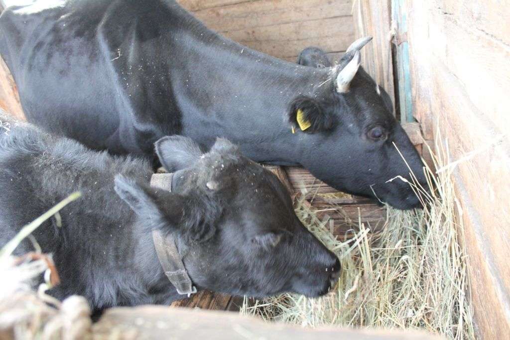 Зачем нужны витамины для телят и какие выбрать