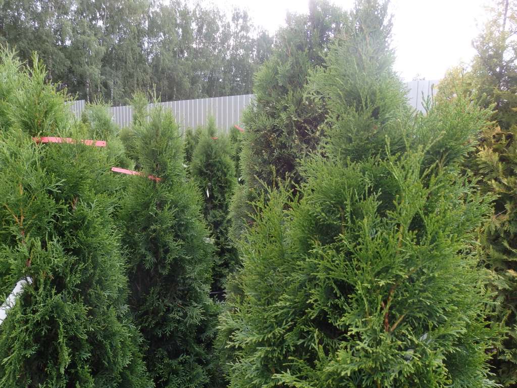 Живая изгородь: что выбрать