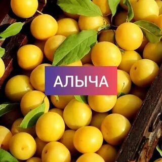 Алыча