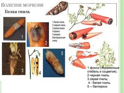 Болезни моркови