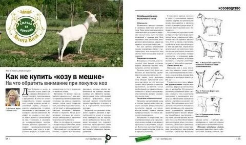 Как выбрать козу?