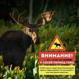 Осень — период гона