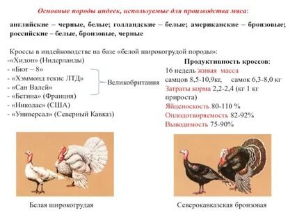 Основные породы индеек