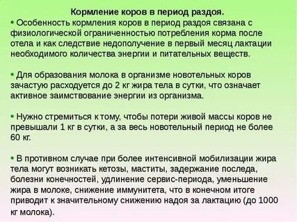 Особенности кормления коров в период отела и раздоя