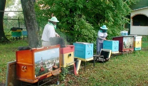 Пасека на подворье