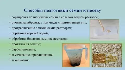 Подготовка семян к посеву